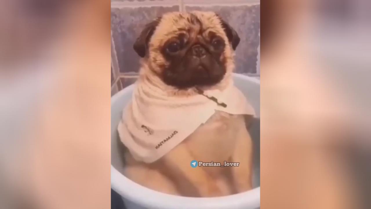 Собака пукает воняет. Кот с носком на голове. Собака с носком на голове. День пукающих собак. Собака пукает воняет.