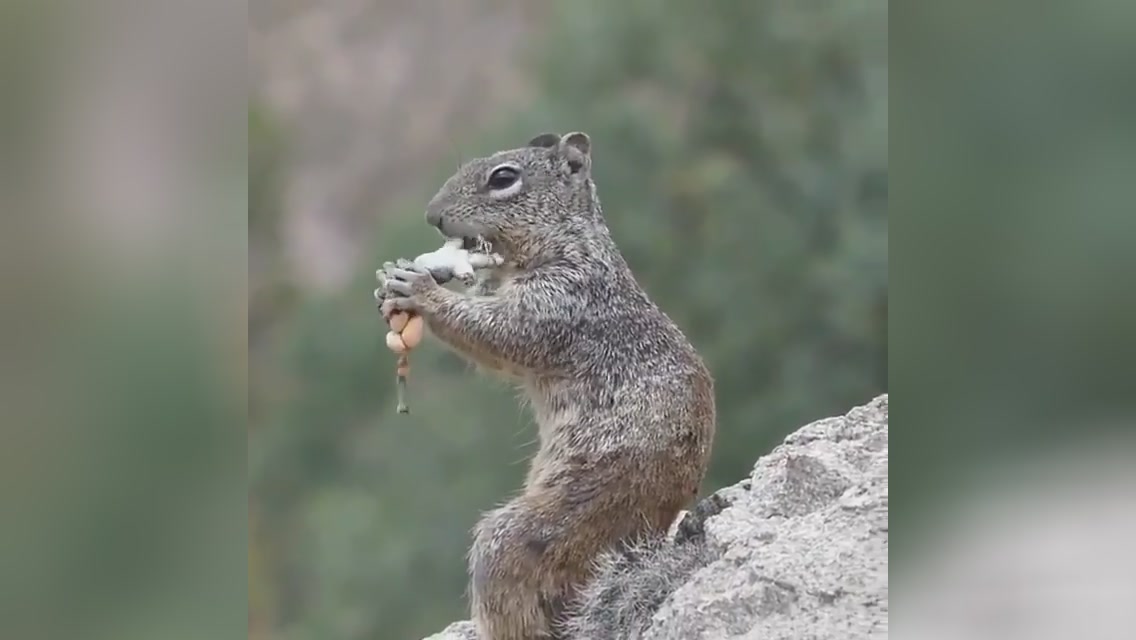 سنجاب گوشت خوار meat eating squirrel آشپزی،خیاطی،ترفند