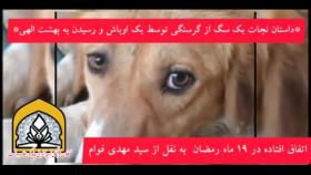 نجات جات توله‌های یک سگ توسط یکی از اوباش تهران و....