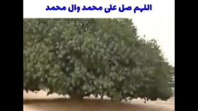 درختی که حضرت محمد(ص) زیر سایه آن استراحت کردند