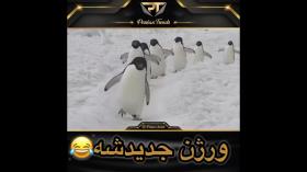 پنگوئن گنگ