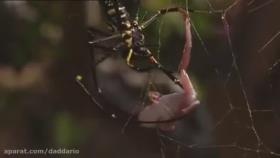 شکار قورباغه نگون بخت توسط عنکبوت