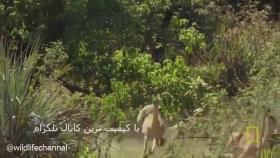 شکار ایمپالا توسط ببر 