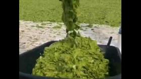 دو جوان مکزیکی یک مزرعه کاکتوس پرورش دادند که چرم گیاهی تولد می کنن