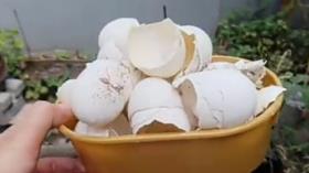 کاربرد پوسته تخم مرغ در کشاورزی