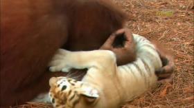 حس مادرانه اورانگوتان نسبت به توله ببر ها
