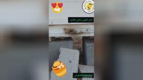 چقدر روزانه عسل بخورم