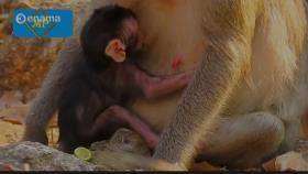 شیر خوردن نوزاد میمون از مادر