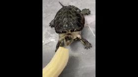 غذا خوردن لاکپشت