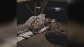 خوابیدن چند یوزپلنگ کنار جنگل‌بان مهربان