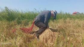 رفتم کمک برای برداشت برنج ایرانی با روش سنتی - زندگی روستایی گیلان