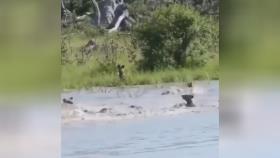 صحنه ای بسیار زیبا از محاصره شدن گوزن در آب توسط سگ های وحشی