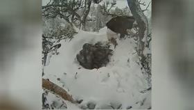 فداکاری پرنده شکاری مادر برای حفاظت از تخم‌ها زیر برف و کولاک