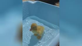 جوجه اردک طلایی