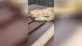 مار فوق‌العاده زیبای زرد رنگ و گران قیمت reticulated python