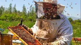 روش گرفتن بچه طبیعی زنبور عسل