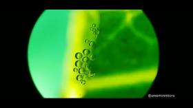 مشاهده جالب تولید اکسیژن توسط برگ زیر میکروسکوپ