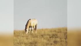 حمله ناموفق پلنگ به کُره اسب در گلستان