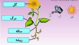 شناخت اجزای گیاه و کاربردهای آن ها(تدریس علوم در پیش دبستان)fatemeh.faezi