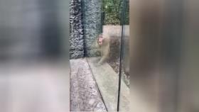 واکنش زیبا و خنده دار میمون به شعبده بازی یک نفر