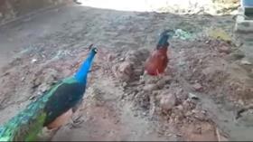 جنگ طاووس با خروس