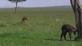 شکار گوساله توسط شیر نر