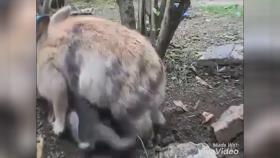 بچه خرگوشهای ناز
