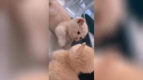 بازی بچه گربه ها با هم 