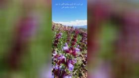 قزوین الموت غربی روستای آکوجان