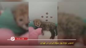 حیوانات کیوک در تهران بچه پلنگ کوچولو
