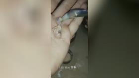 در توضیح این ویدیو نوشته شده است: مادر این #مرغ_عشق قبل از اینکه سر از تخم د