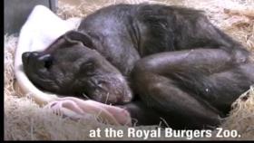 واکنش شامپانزه 59 ساله در حین مرگ ببینید !