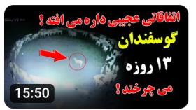 اتفاقات عجیبی در حال رخ دادنه! چرا حیوانات به طور مداوم دایره وار می چرخند؟