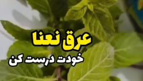 امادا ساختن عرق نعنا در خانه