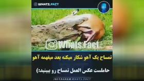 ترحم تمساح به اهوی باردار