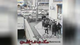 کلیپ گرگ ها را رام کردم سگ ها شاخ شدن