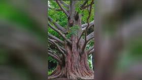 عجایب رشد درختان