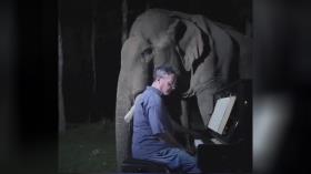 واکنش فیل‌ها به شنیدن موسیقی