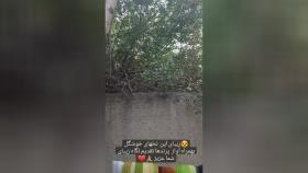 آموزش قالی بافی