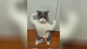 رقص گربه