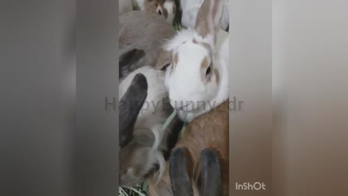 علوفه جوندگان