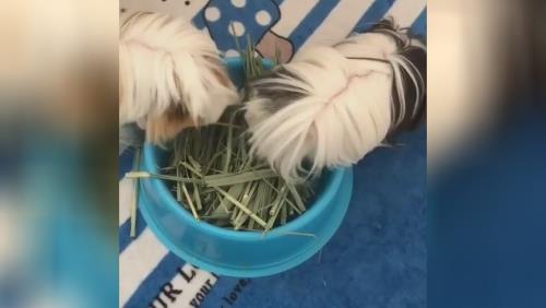 علوفه جوندگان