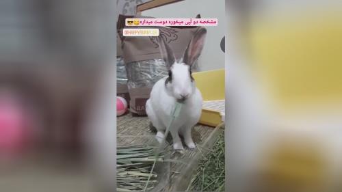 علوفه جوندگان 