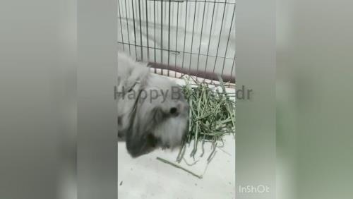 علوفه جوندگان 